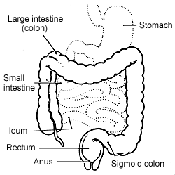 Image of parts of the lower digestive tract.
